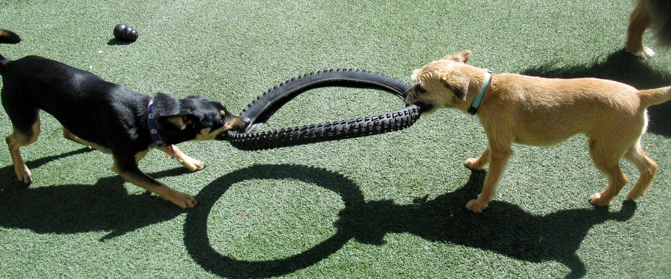 day care boise kennels for cats dogs pet boarding daycare boise id emerald kennels day care boise kennels for cats dogs pet boarding daycare boise id emerald kennels