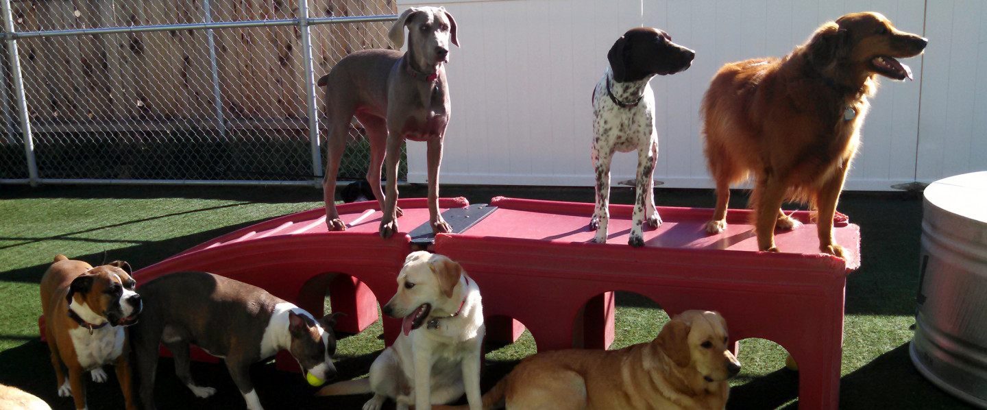doggie day care boise id