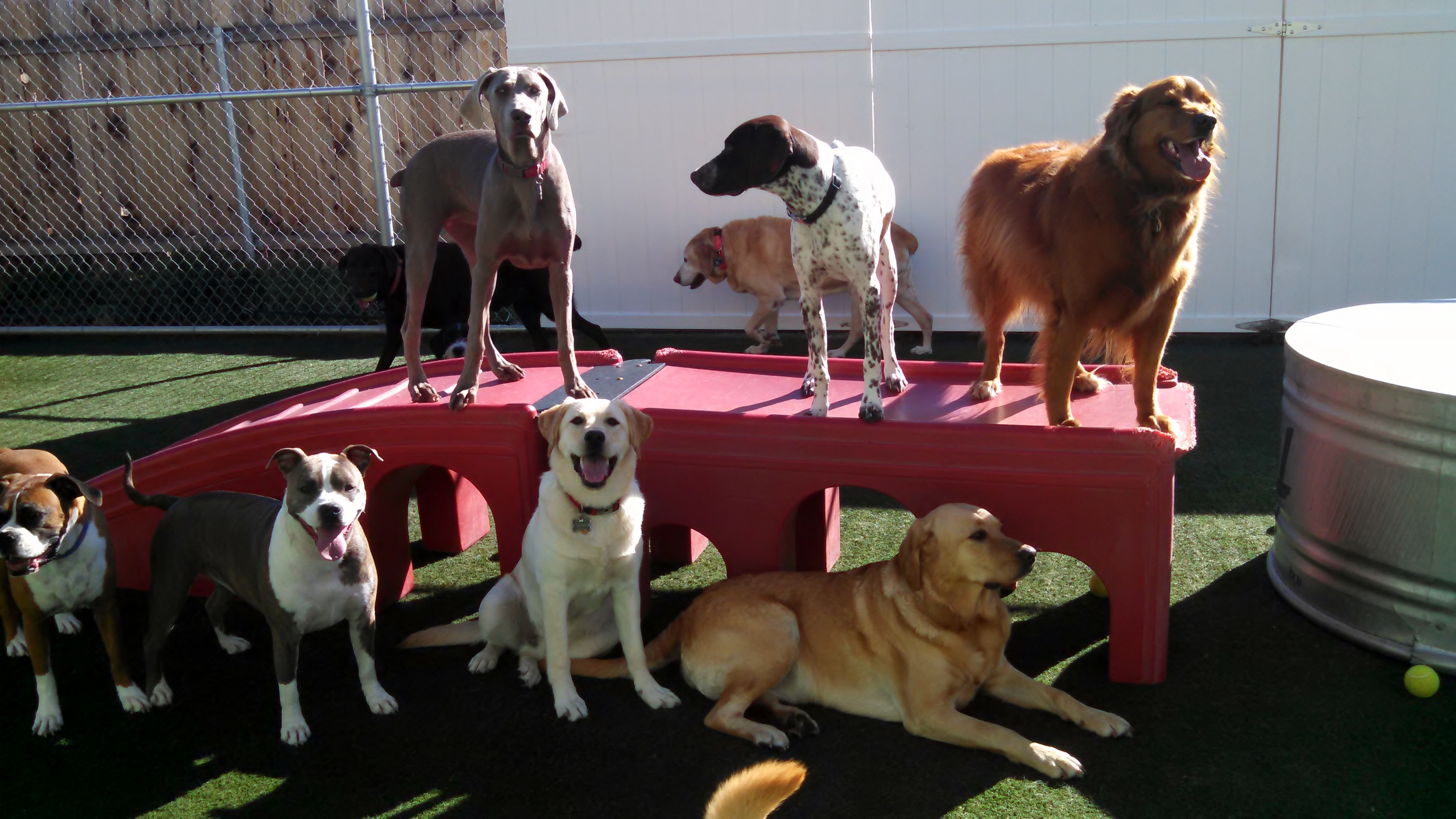 jaggers doggie daycare