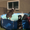 Gallery Boise, ID Emerald Street Kennels
