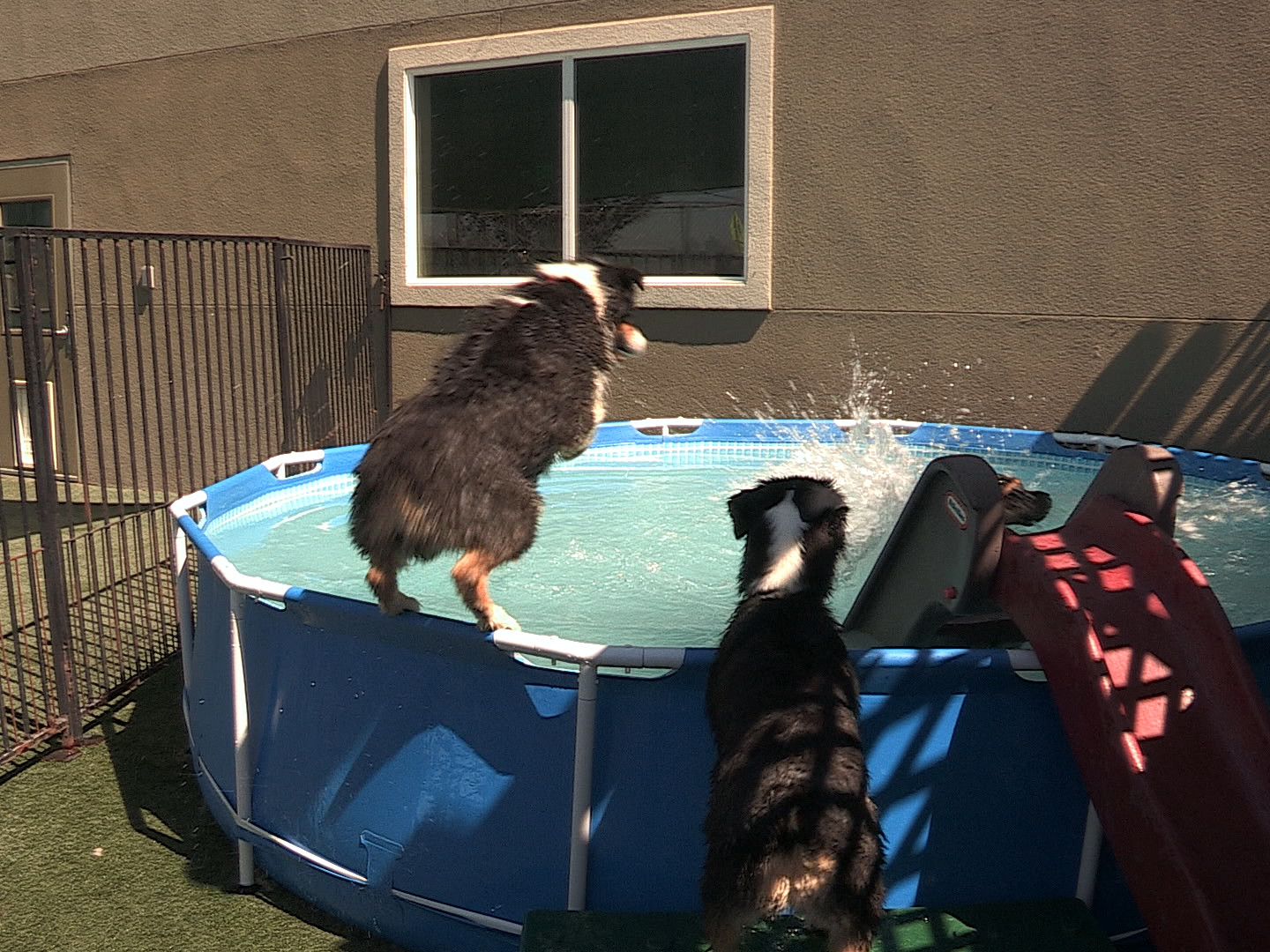 Gallery Boise, ID Emerald Street Kennels