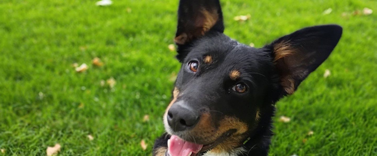 doggie day care boise id